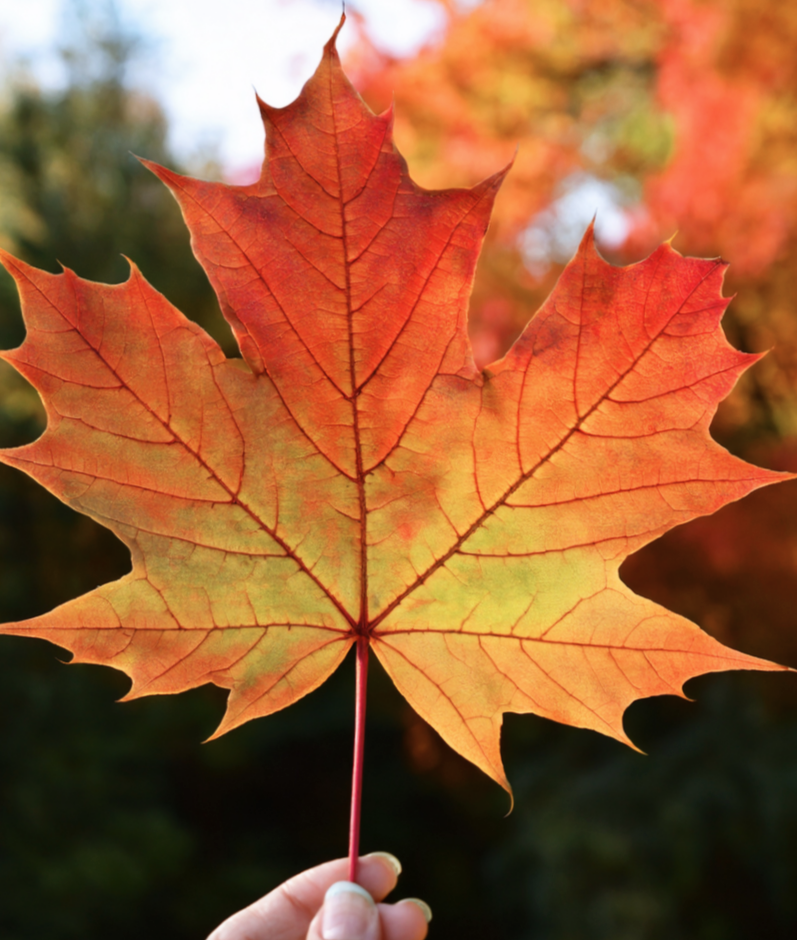 Die besten Pflanzen für leuchtende Herbstfarben